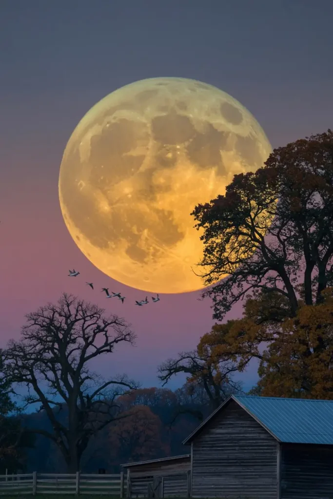 Harvest Moon Silhouettes