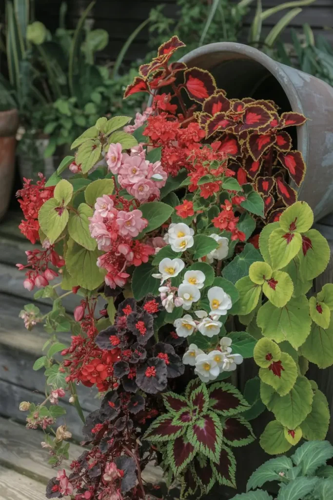 Cascading Begonias and Coleus